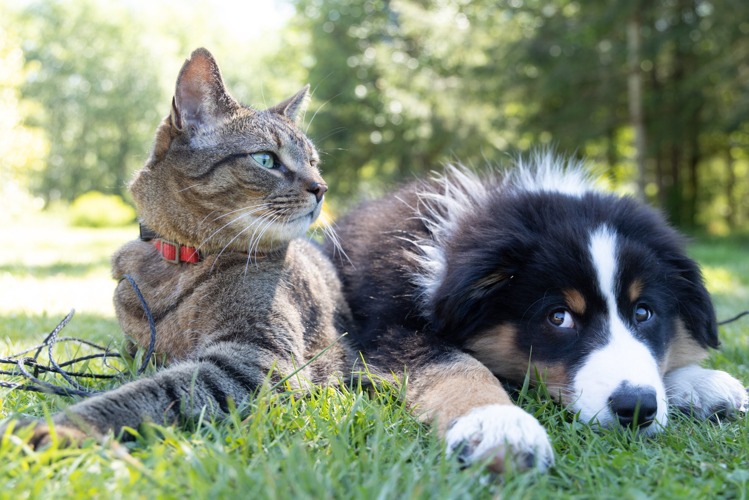 Cats and Dogs